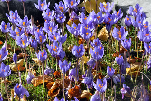 Autumn
              Crocus