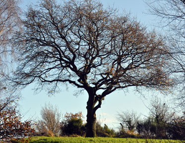 Autumn Oak