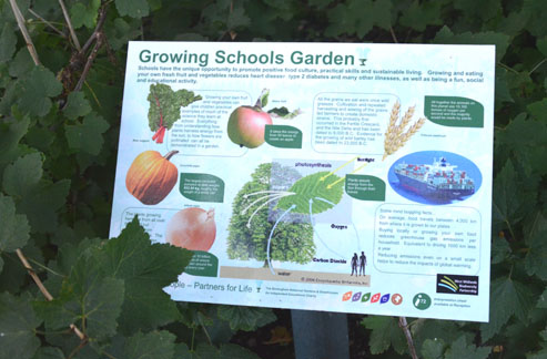 School Garden