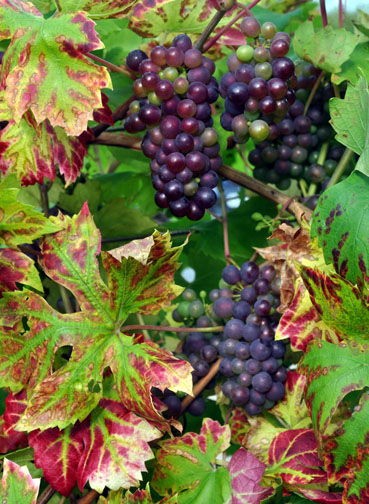 Grape Vine