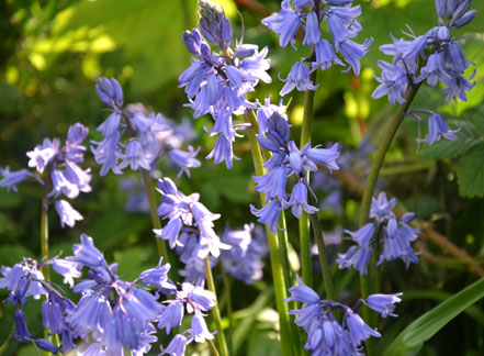 Bluebells