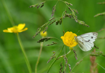 Meadow Butterfly