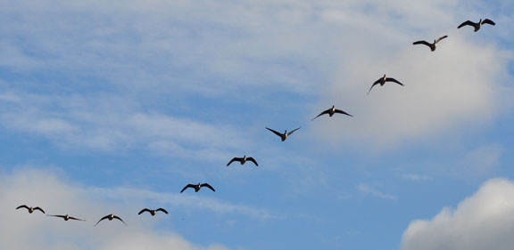 Canadian Geese