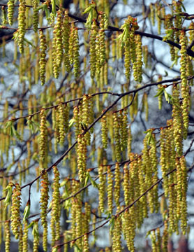 Catkins