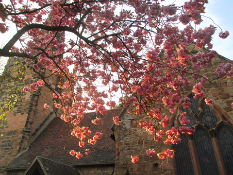 Cherry Blossom, St Edburghas Church