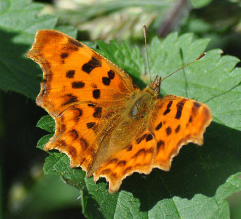 Comma
                Butterfly