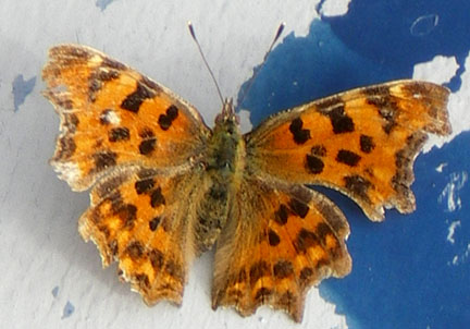 Comma Butterfly