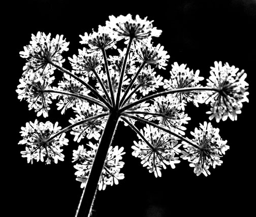 Cow Parsley