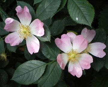 Dog Rose