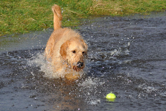Dog in flooded water