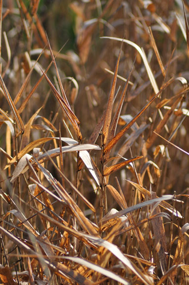 Winter Grass