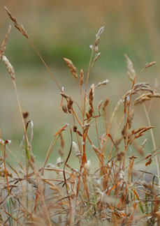 Dry Grass