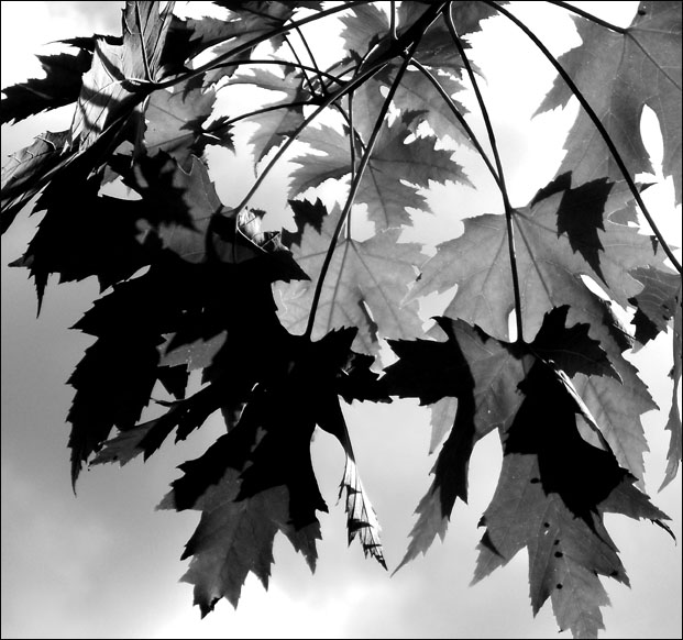 Leaves and Light