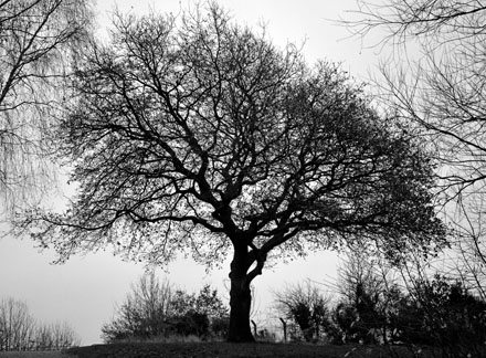 Oak Tree