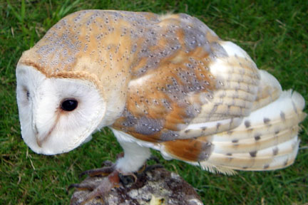 the Owl