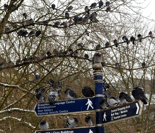 Pigeons in winter