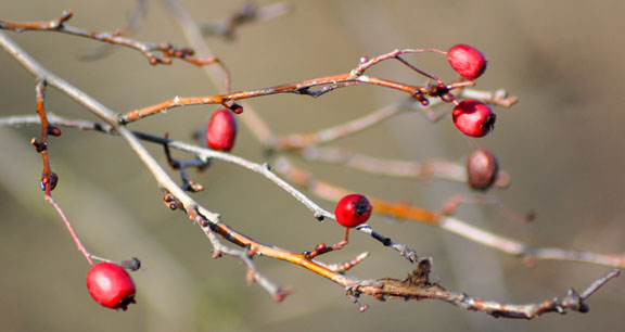 Red Berries