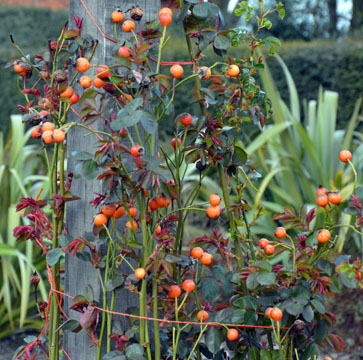 Rose Hips