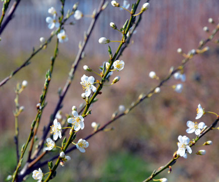 Spring
                Blossom