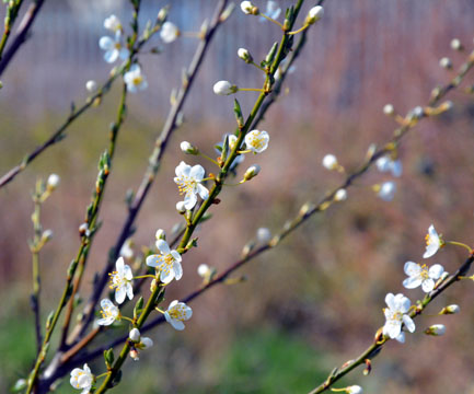 Spring
                Blossom