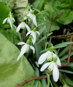 Snow drops