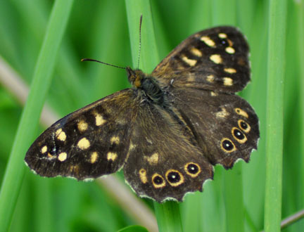 Speckled Wood butterfly