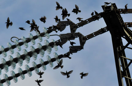 Starlings