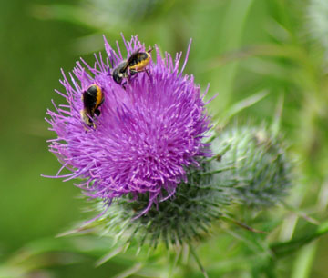 thistle visitor