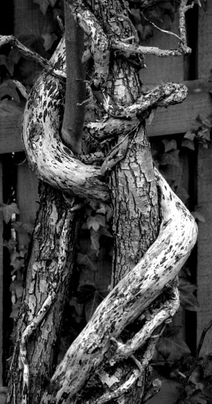 Trees entwined