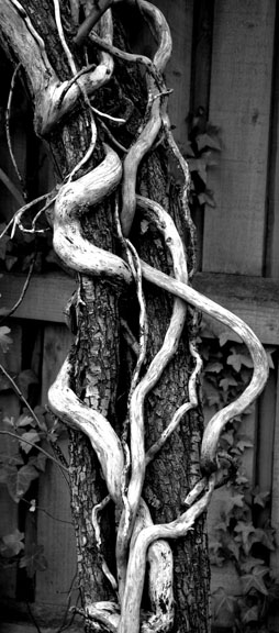 Trees entwined