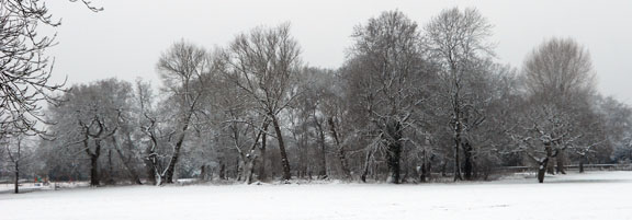 Copse in Yardley Old Park