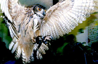 Bird of
Prey