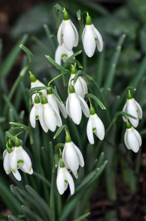 Snowdrops