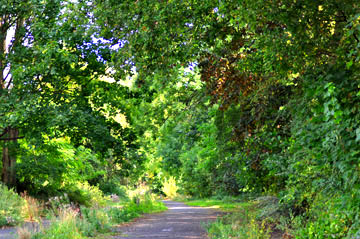 The Lane